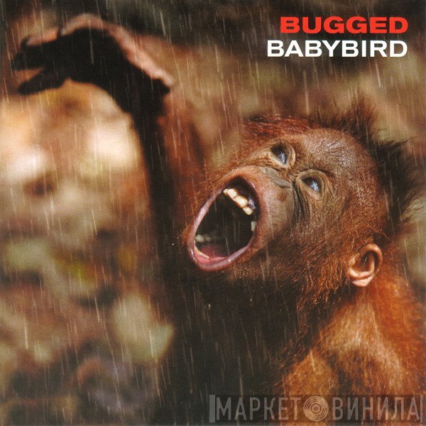 Babybird - Bugged