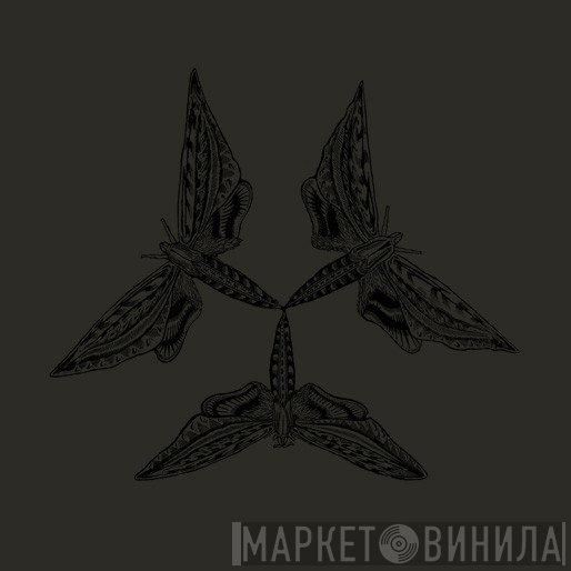 Brown  - Lepidoptera