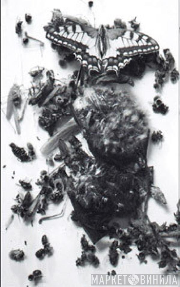 Celestia  - Dead Insecta Sequestration