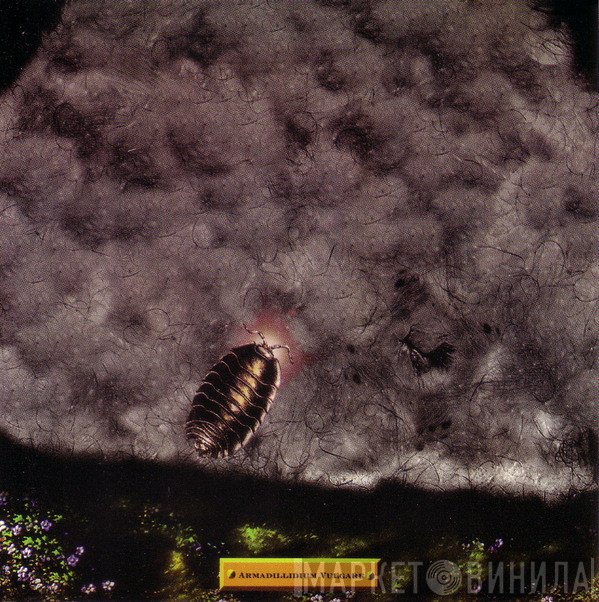 Iao Core  - Armadillidium Vulgare