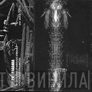 Lucifugum  - Vector33