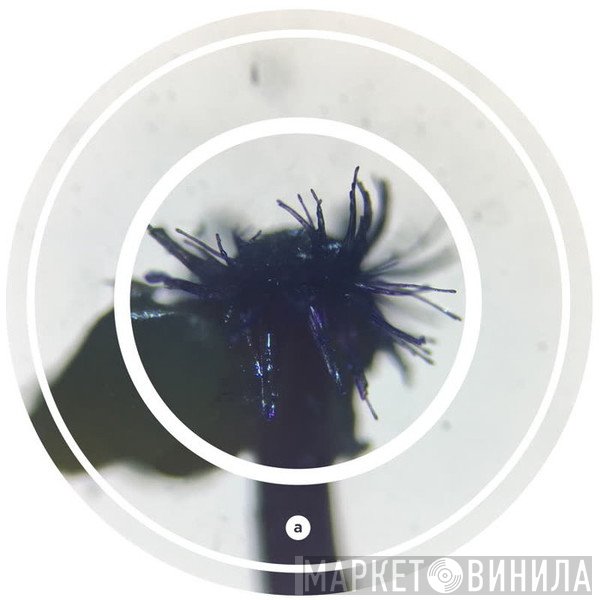 October & Borai  - Fatal Rumba