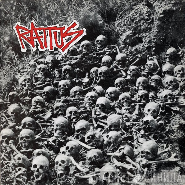 Rattus  - Rattus