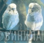 The Unknown  - Wax Cocktail / Invisible Birds