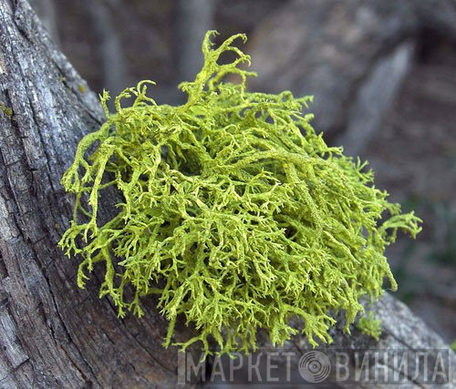 yard   - Letharia Vulpina