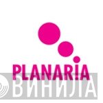Planaria