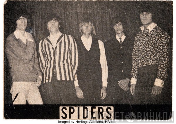 Spiders